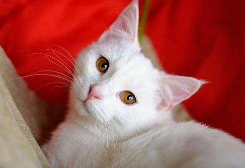 Объявление: Белый котенок Балет ищет дом, 1 руб., Москва
