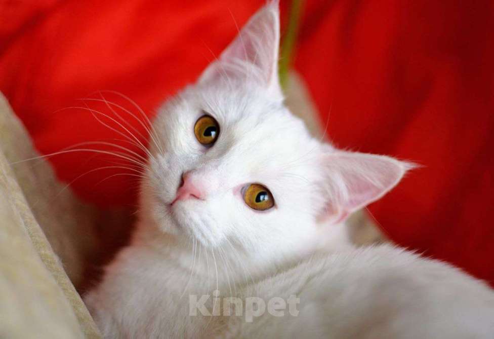 Кошки в Москве: Белый котенок Балет ищет дом Мальчик, 1 руб. - фото 1