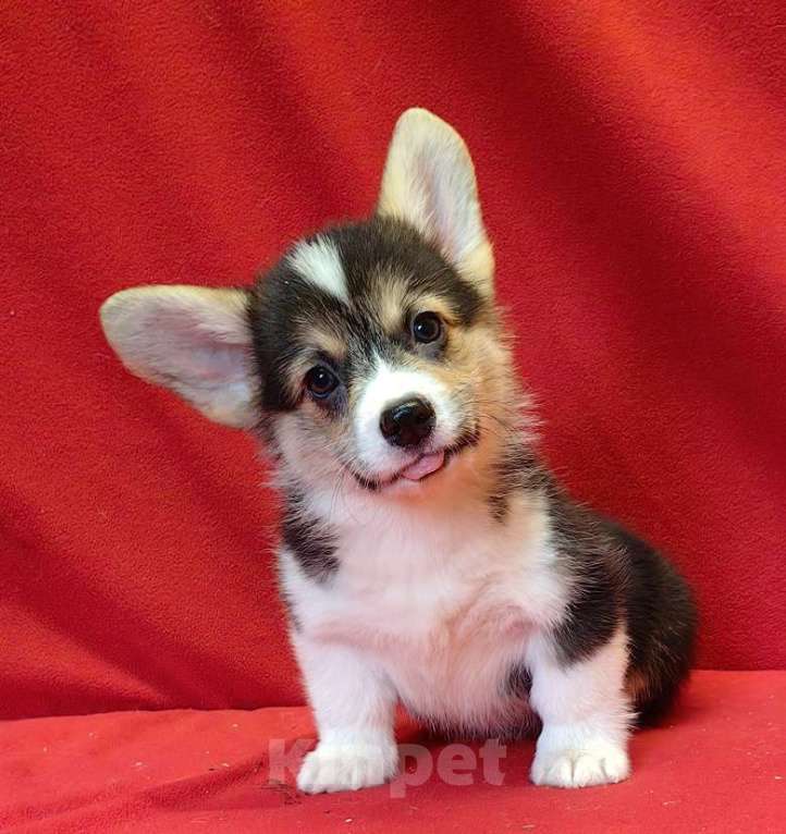 Собаки в Москве: Мальчики и девочки Мальчик, 40 000 руб. - фото 6