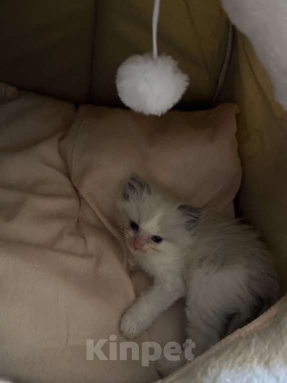 Кошки в Краснодаре: Регдолл сил биколор  Девочка, 20 000 руб. - фото 1