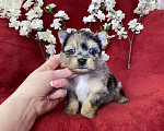 Собаки в Москве: Йорк с двумя голубыми глазами мальчик блю мерле Мальчик, 120 000 руб. - фото 5