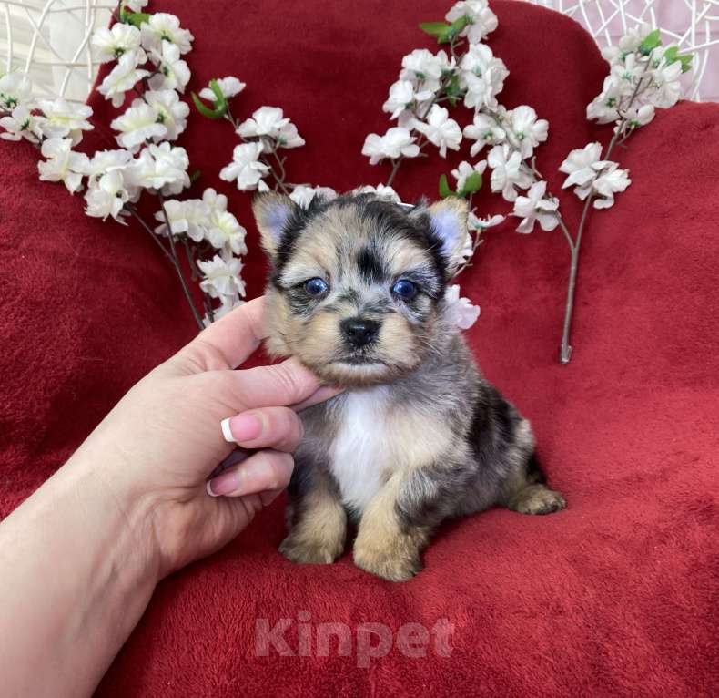 Собаки в Москве: Йорк с двумя голубыми глазами мальчик блю мерле Мальчик, 120 000 руб. - фото 5