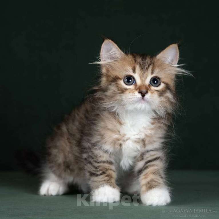 Кошки в Москве: Элитные котята. Питомник. Девочка, 60 000 руб. - фото 3