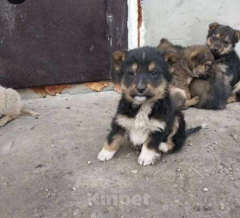 Собаки в Пятигорске: Щенок в добрый руки  Мальчик, Бесплатно - фото 1