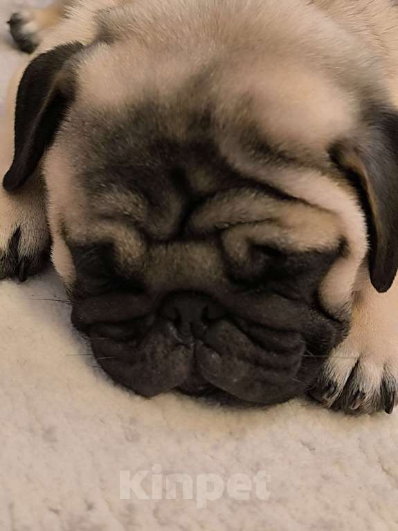 Собаки в Краснодаре: Продаю породистого щенка мопса мальчика Мальчик, 30 000 руб. - фото 1