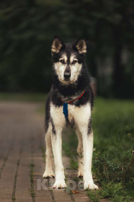 Собаки в Москве: Джой ждет свою семью Мальчик, Бесплатно - фото 2
