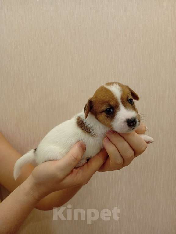 Собаки в Дмитрове: Девочка Девочка, 30 000 руб. - фото 2