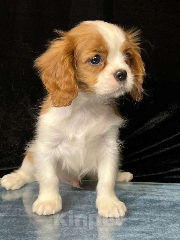 Собаки в Санкт-Петербурге: БЕСТ ИЛРЕАН КАСТОР Мальчик, 100 000 руб. - фото 4