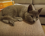 Кошки в Воронеже: Потерялся котенок  Мальчик, Бесплатно - фото 1