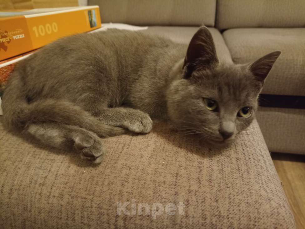 Кошки в Воронеже: Потерялся котенок  Мальчик, Бесплатно - фото 1