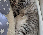 Кошки в Одинцово: Шотландский вислоухий длинношёрстный кот Мальчик, Бесплатно - фото 1