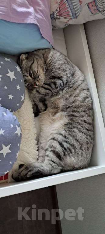 Кошки в Одинцово: Шотландский вислоухий длинношёрстный кот Мальчик, Бесплатно - фото 1