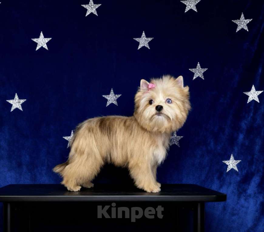 Собаки в Москве: Голубоглазый йорк мини девочка рыжая Девочка, 90 000 руб. - фото 3