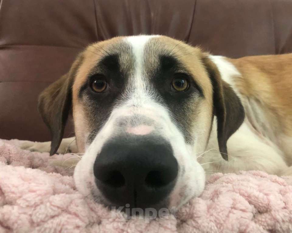 Собаки в Москве: Самый добрый пёс с самым тяжёлым началом Мальчик, Бесплатно - фото 1