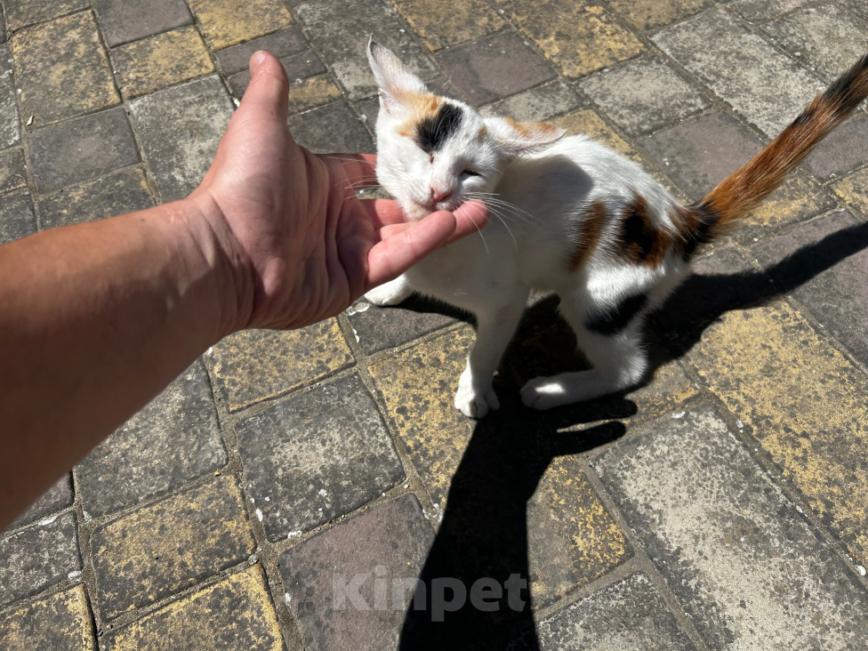 Кошки в других городах Краснодарского края: Отдам кошечку Девочка, Бесплатно - фото 6