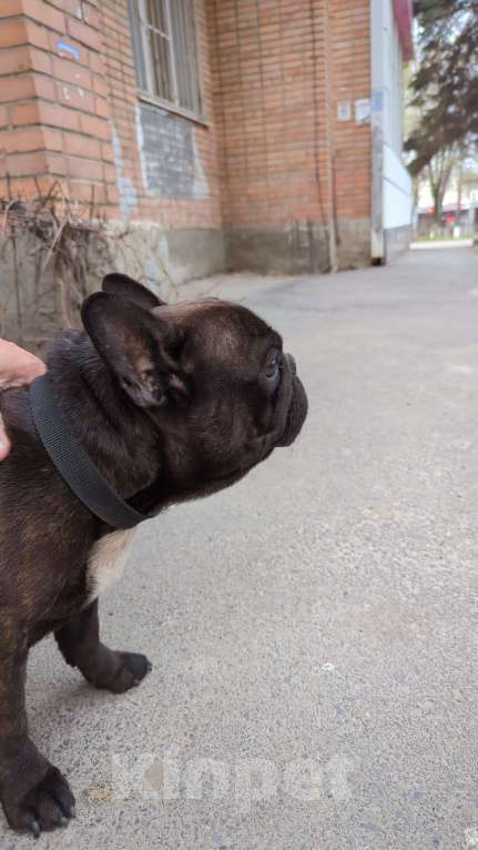 Собаки в Ростове-на-Дону: Потерялся малыш Мальчик, Бесплатно - фото 3