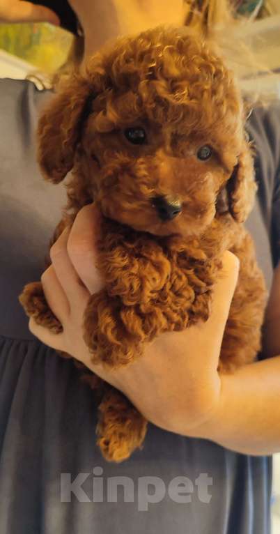 Собаки в Москве: Щенки Той-пуделя Девочка, 90 000 руб. - фото 1