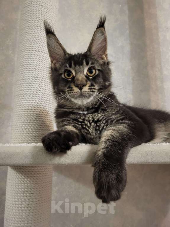 Кошки в Омске: Котенок мейн- кун Мальчик, 70 000 руб. - фото 5