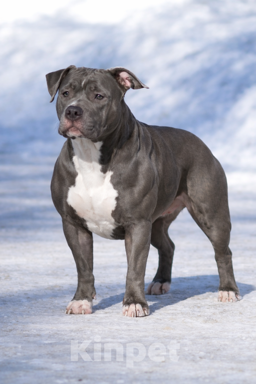 Собаки в Кинели: Американский булли Классик/ XL Мальчик, Бесплатно - фото 7