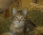 Кошки в Бору: Кошечка Девочка, 100 руб. - фото 3
