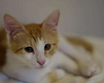 Кошки в Лянторе: Котёнок Гарри 4 месяца, Бесплатно - фото 2
