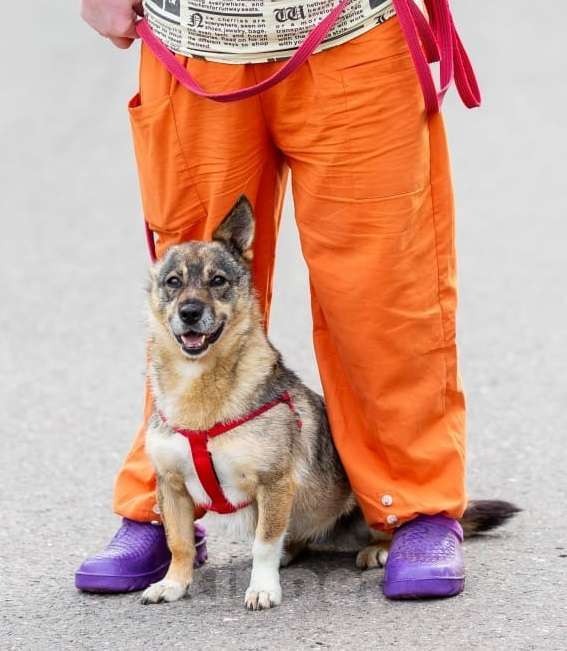 Собаки в Москве: Маленькая собачка в дар Девочка, Бесплатно - фото 3