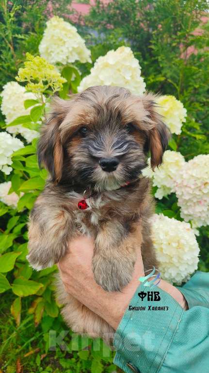 Собаки в Москве: Мальчик необычайной красоты  Мальчик, 80 000 руб. - фото 5