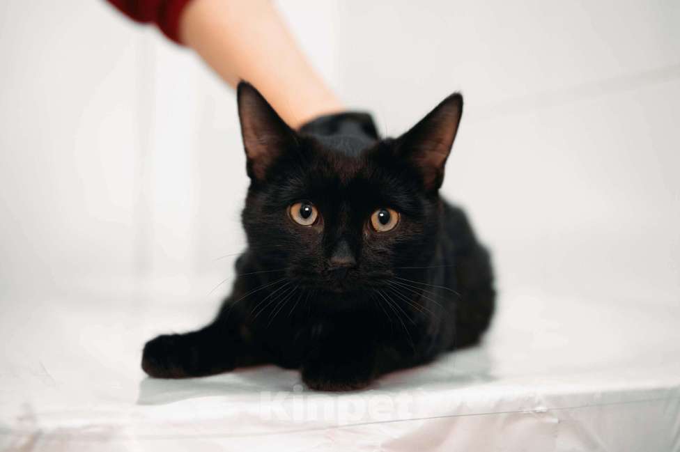 Кошки в Москве: Фибоначи - нежный скромный котик. Мальчик, Бесплатно - фото 3