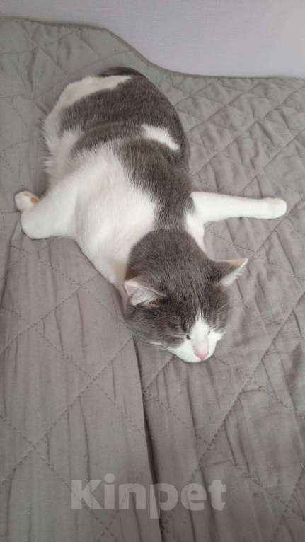 Кошки в Москве: 🐾 Малыш — молодой котик (до 2 лет) 💛 Мальчик, Бесплатно - фото 4