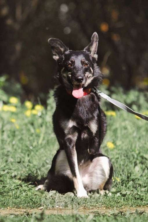 Собаки в других городах Московской области: Стеша ищет семью Девочка, Бесплатно - фото 5