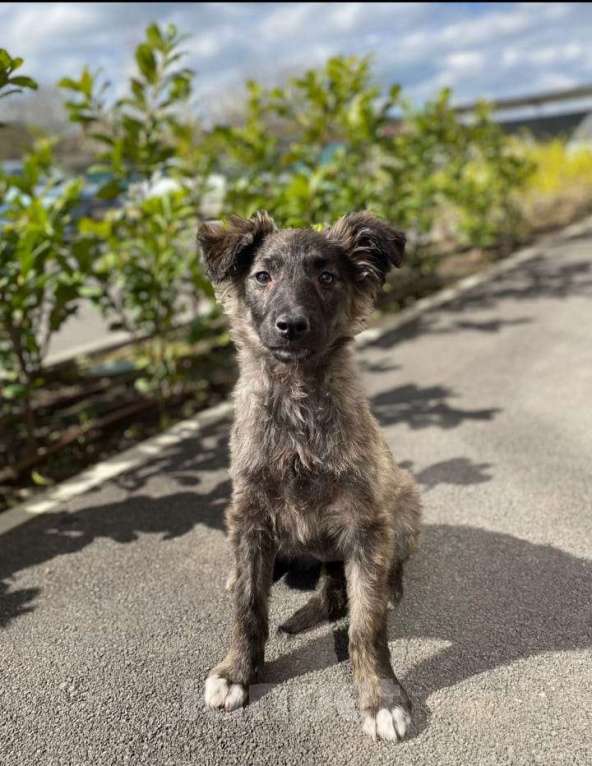 Собаки в Краснодаре: Собака  Девочка, 100 руб. - фото 7