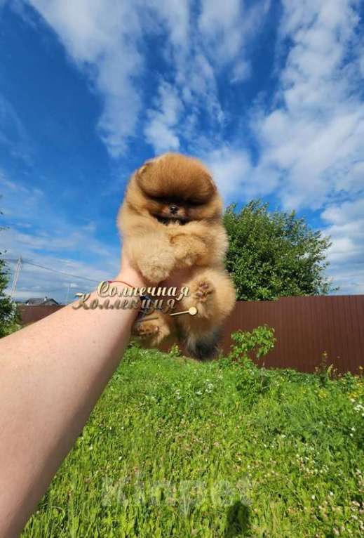 Собаки в Москве: Мини девочка курносая помераночка Девочка, Бесплатно - фото 3