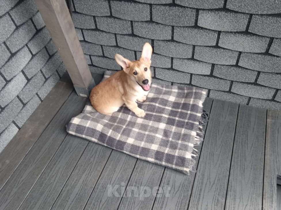 Собаки в Москве: Девочка пемброк 4 месяца  Девочка, 25 000 руб. - фото 2