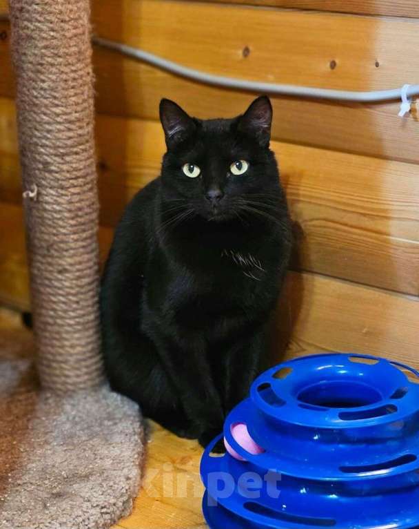 Кошки в Москве: Черная кошечка грустит на передержке и мечтает о доме 💔 Девочка, Бесплатно - фото 3