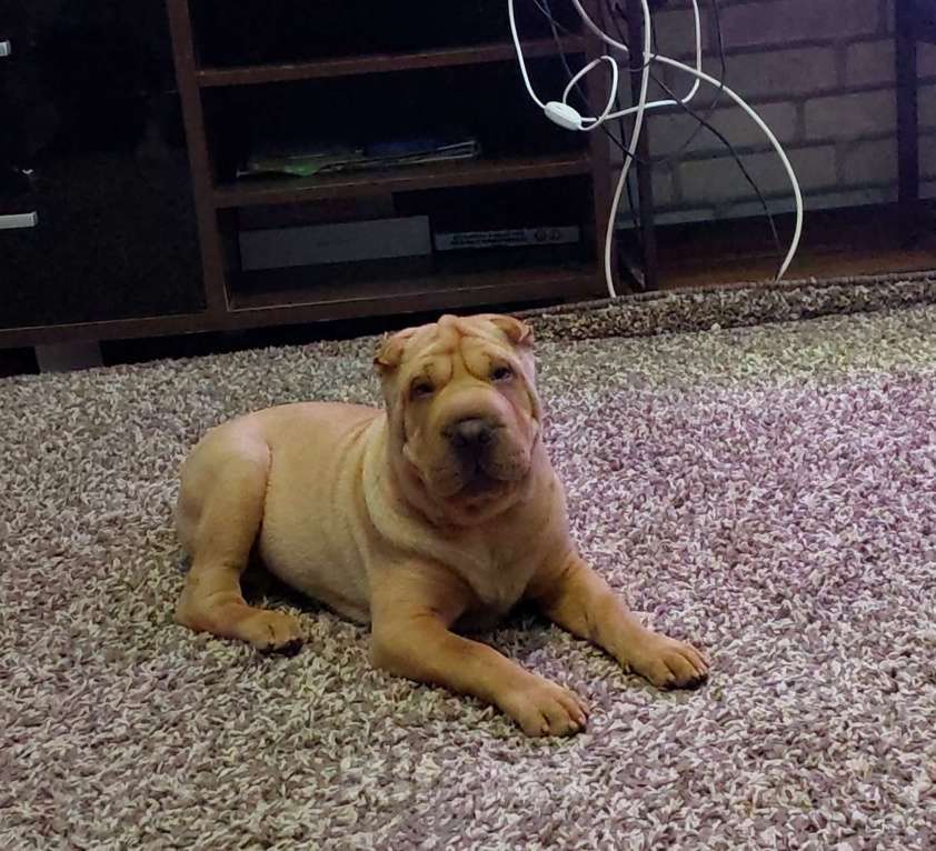 Собаки в Москве: Шарпейная плюша Девочка, 30 000 руб. - фото 8