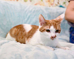 Кошки в Москве: Чупачупс - рыжий обнимательный котик в дар Мальчик, Бесплатно - фото 3