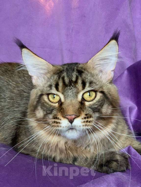 Кошки в Челябинске: МАЛЬЧИК МЕЙН-КУН  Мальчик, 13 000 руб. - фото 3