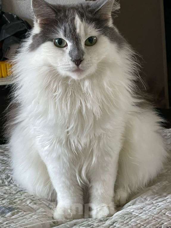Кошки в Москве: Турецкий ван Фея в добрые руки Девочка, 1 руб. - фото 3