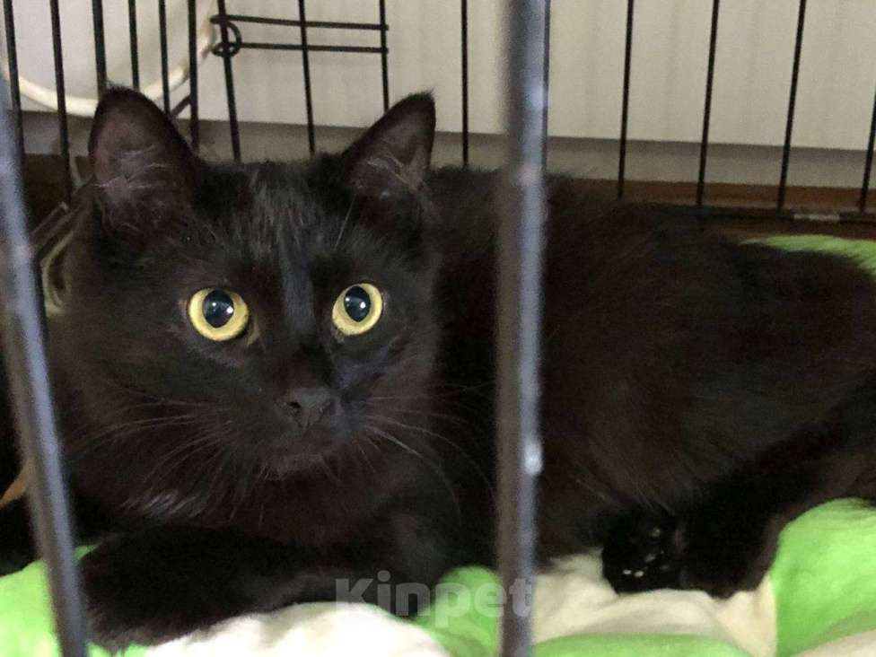 Кошки в Москве: Тучка кошечка ищет дом Девочка, Бесплатно - фото 9