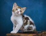 Кошки в Барнауле: Котик-страйт Вальтер🧡 Мальчик, Бесплатно - фото 1