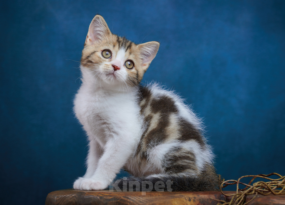 Кошки в Барнауле: Котик-страйт Вальтер🧡 Мальчик, Бесплатно - фото 1