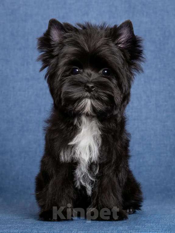 Собаки в Москве: Цветной Йорк чёрного окраса Мальчик, 60 000 руб. - фото 1