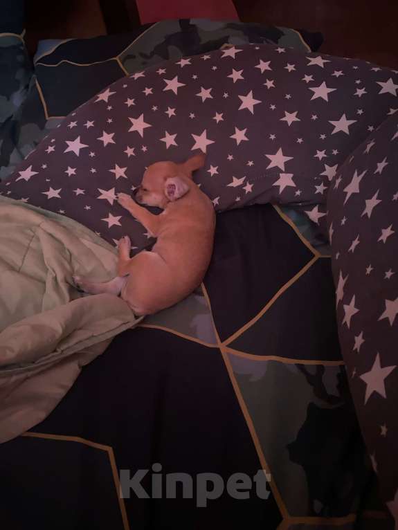 Собаки в Смоленске: Щенок чихуахуа  Мальчик, 20 000 руб. - фото 1