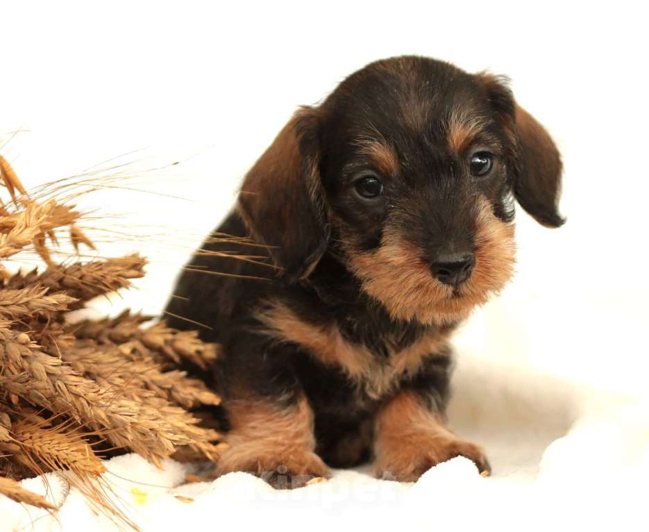 Собаки в Санкт-Петербурге: Потрясающие таксята. Питомник РКФ Мальчик, 45 000 руб. - фото 7