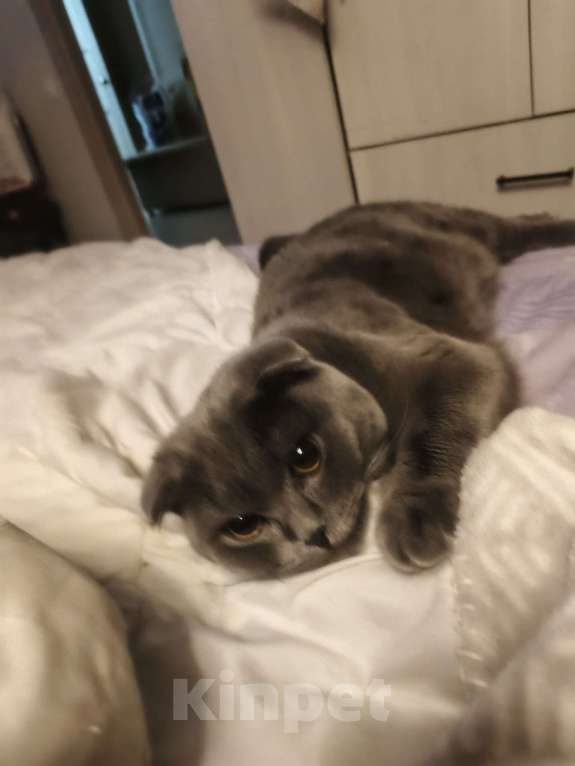 Кошки в Ярославле: Отдам кота в добрые руки Мальчик, Бесплатно - фото 1