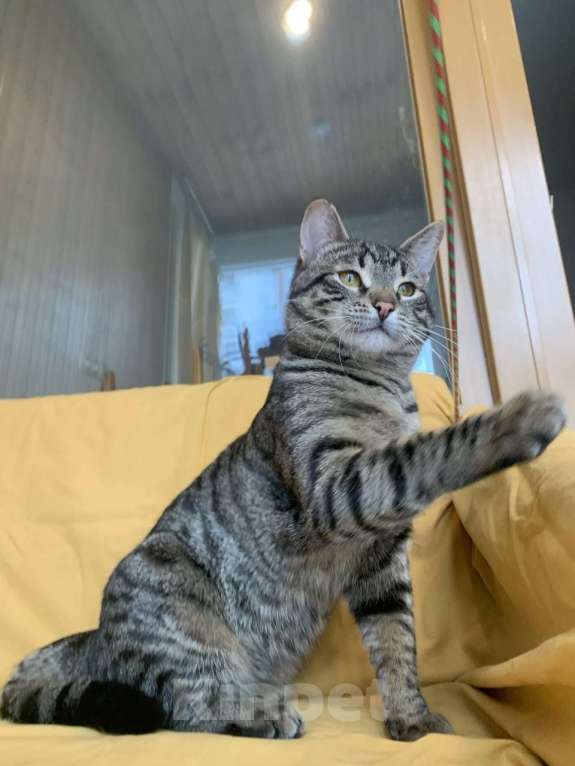 Кошки в Москве: юный котик Дениска ищет дом Мальчик, Бесплатно - фото 4