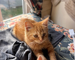Кошки в Москве: Котята в добрые руки Девочка, Бесплатно - фото 1