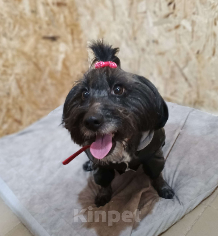 Собаки в Тамбове: Герда ищет передержку или дом Девочка, Бесплатно - фото 2