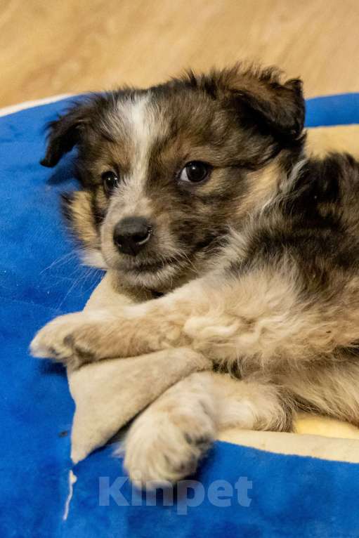 Собаки в Москве: Щенки метисы ищут дом Девочка, Бесплатно - фото 2