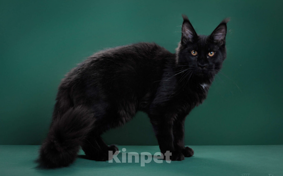 Кошки в Красногорске: Котенок девочка Девочка, Бесплатно - фото 2